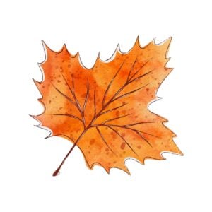 Watercolor illustration of a single orange autumn maple leaf on a white background, showing detailed veins and speckled shading.