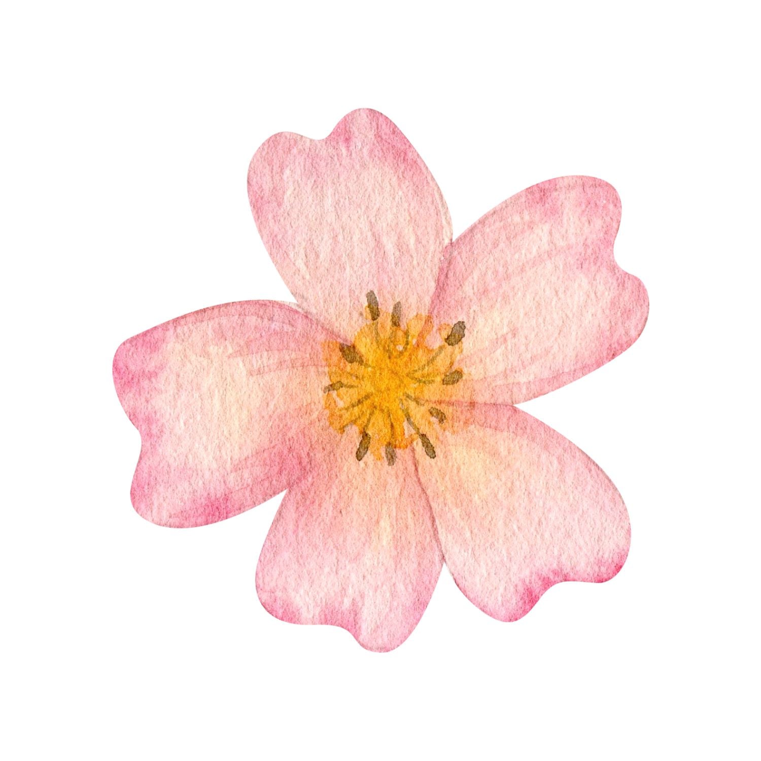 Watercolor pink flower with five petals and a yellow center on a white background, close-up view